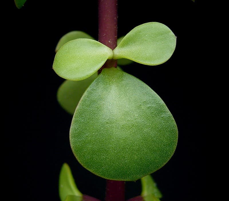 Paired green elephant bush leaves attached closely to a reddish stem