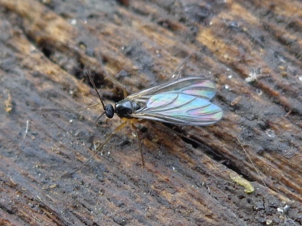 Adult Bradysia fungus gnat with a slender dark body, long legs, antennae, and transparent wings