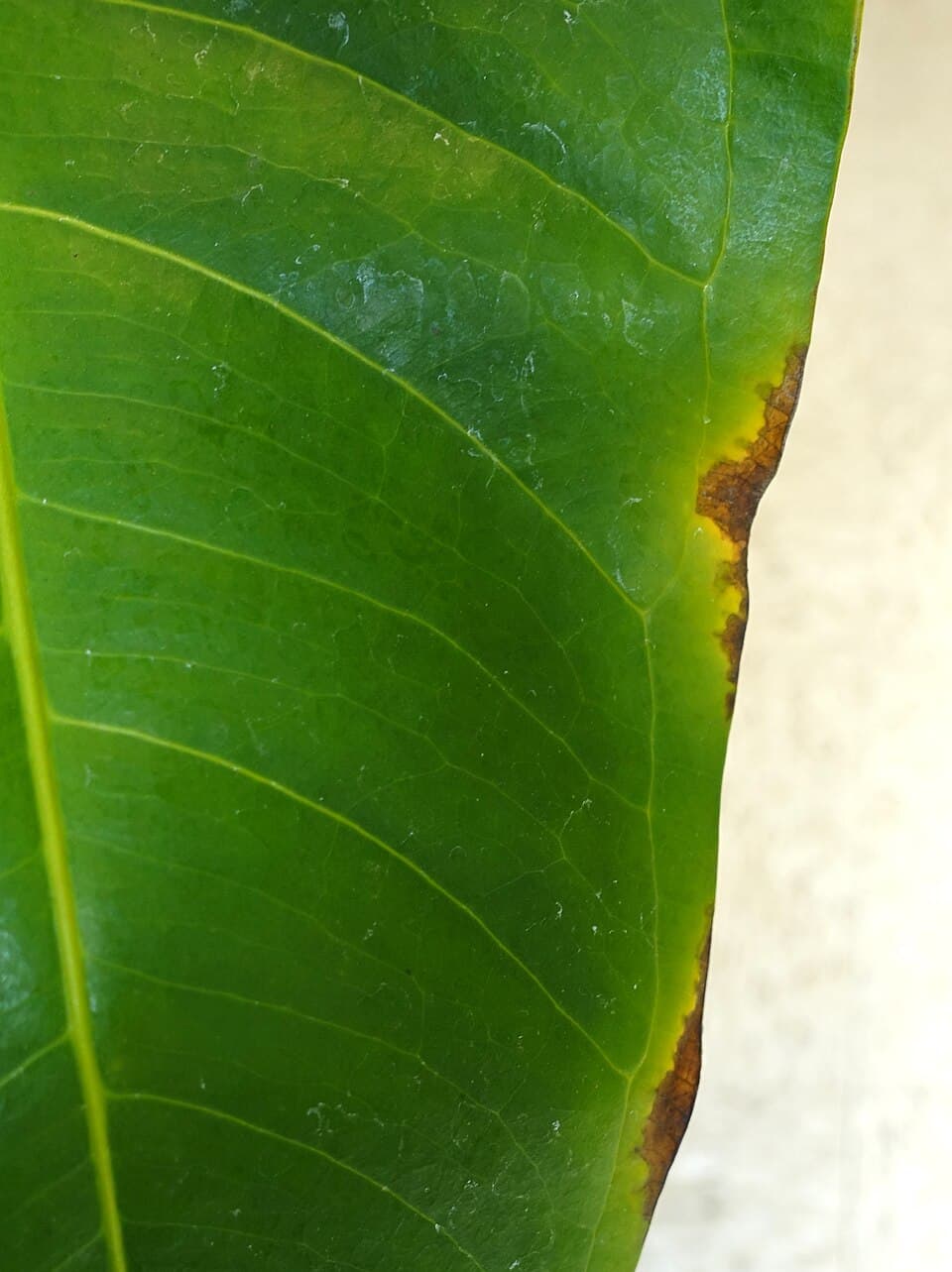 Anthurium leaf with brown lesions entering from the edges and yellow tissue around the damaged areas.