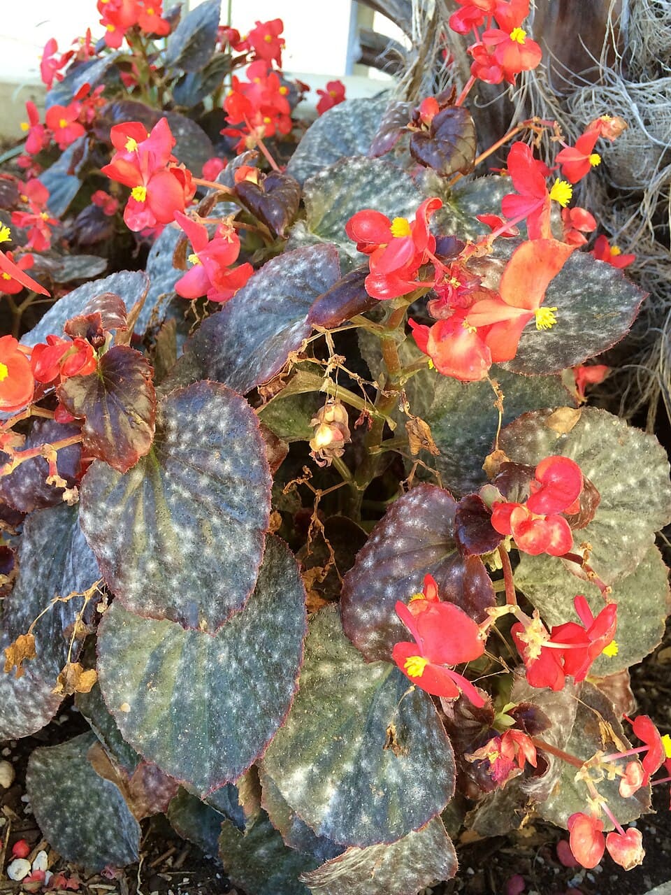 Begonia with irregular white powdery mildew patches across dark green leaves, beside red flowers.