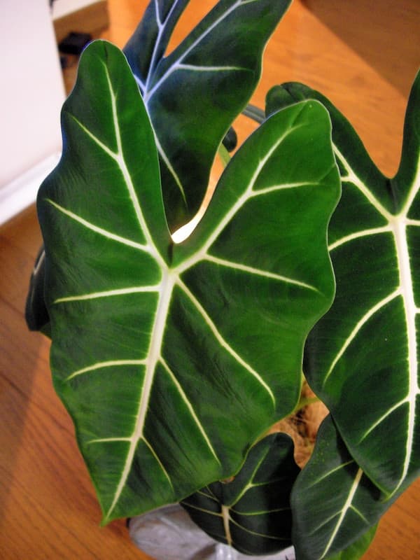 Arrow-shaped dark green Alocasia leaves with pale main veins