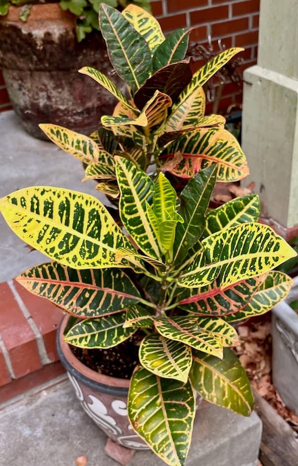 Potted croton with leathery leaves patterned in green, yellow, orange and pink