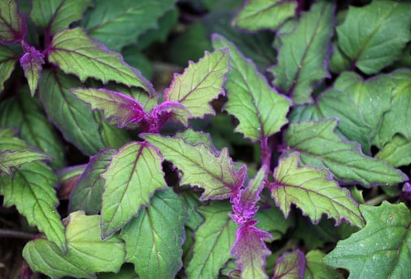 Green toothed Gynura leaves with purple hairs along their edges and stems