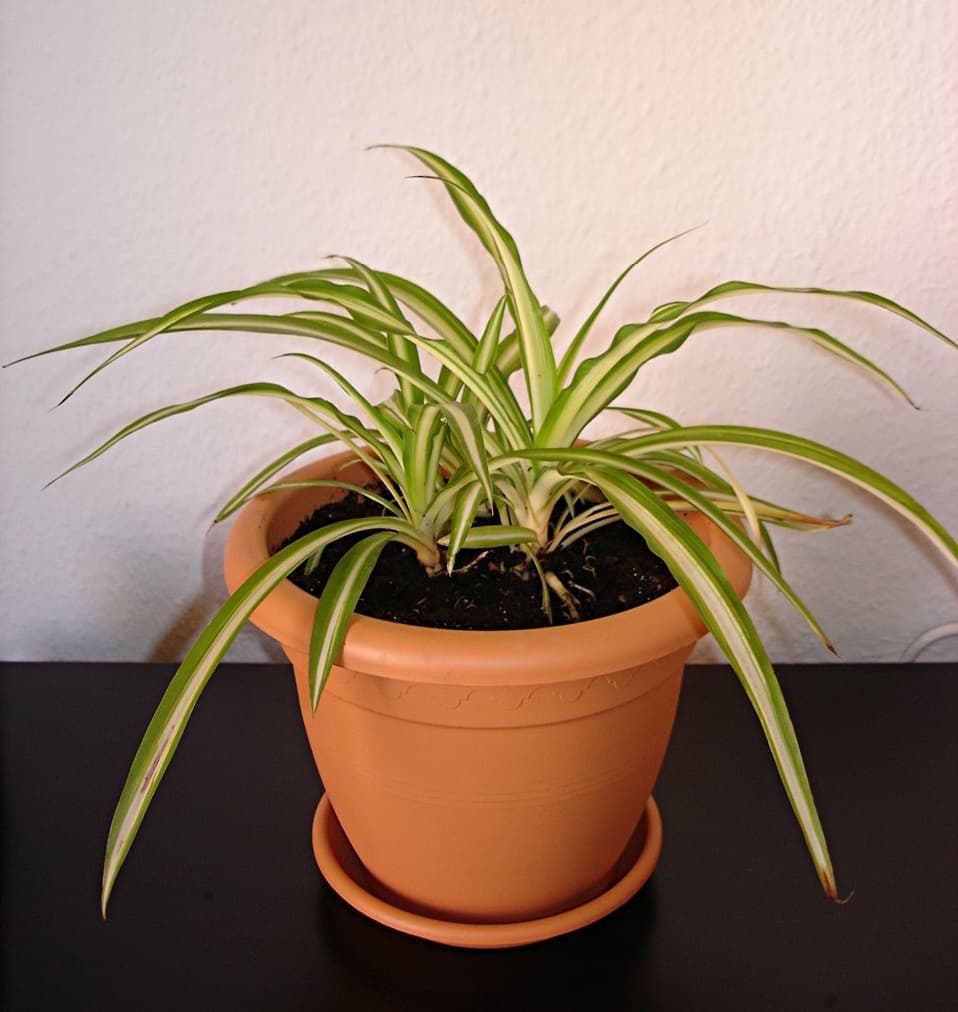 Spider plant with soft arching green and cream strap leaves in a basal clump